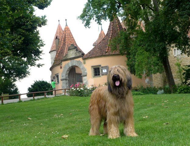 briard in rothenburg ob der tauber